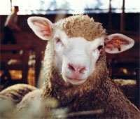 دفعة جديدة من الخرفان الإسبانيّة تدخل تونس بداية من اليوم