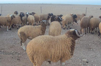بنزرت: مسلحون يستولون على 275 راس غنم لفلاح ويطلقون عليه النار