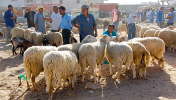 رئيس حزب صوت الفلاحين يشكك في قرار وزير التجارة توريد الأضاحي